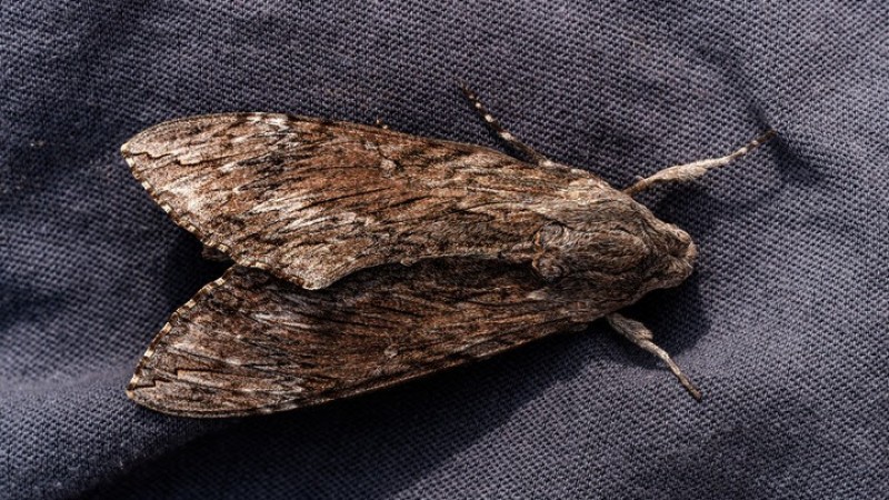 Polilla negra y mosca negra: lo que hay que saber para prevenir molestias