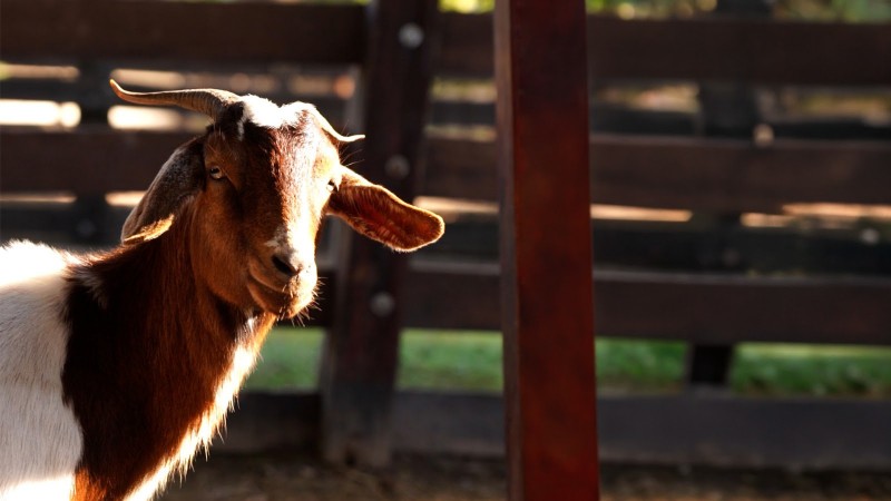 Escobar: rescataron más de 200 animales tras clausurar un megabasural en Ruta 26