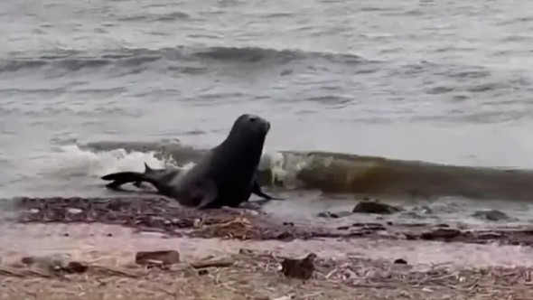 Sorpresa en la costa de Vicente López: apareció un lobo marino y activaron un operativo para rescatarlo